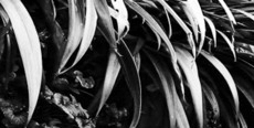 Evening Flowers